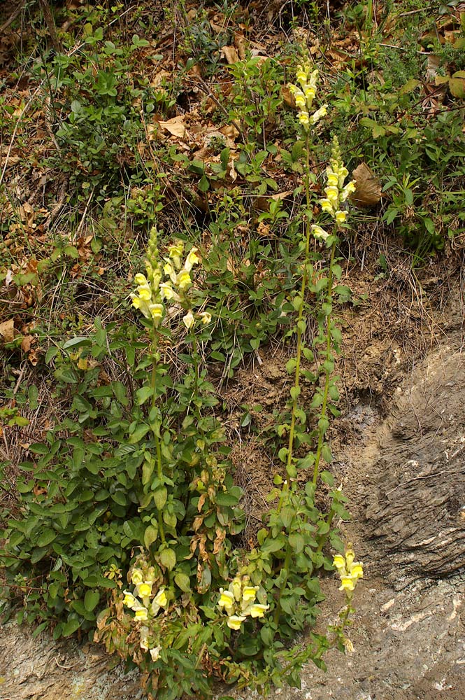 Antirrhinum latifolium / Bocca di Leone gialla